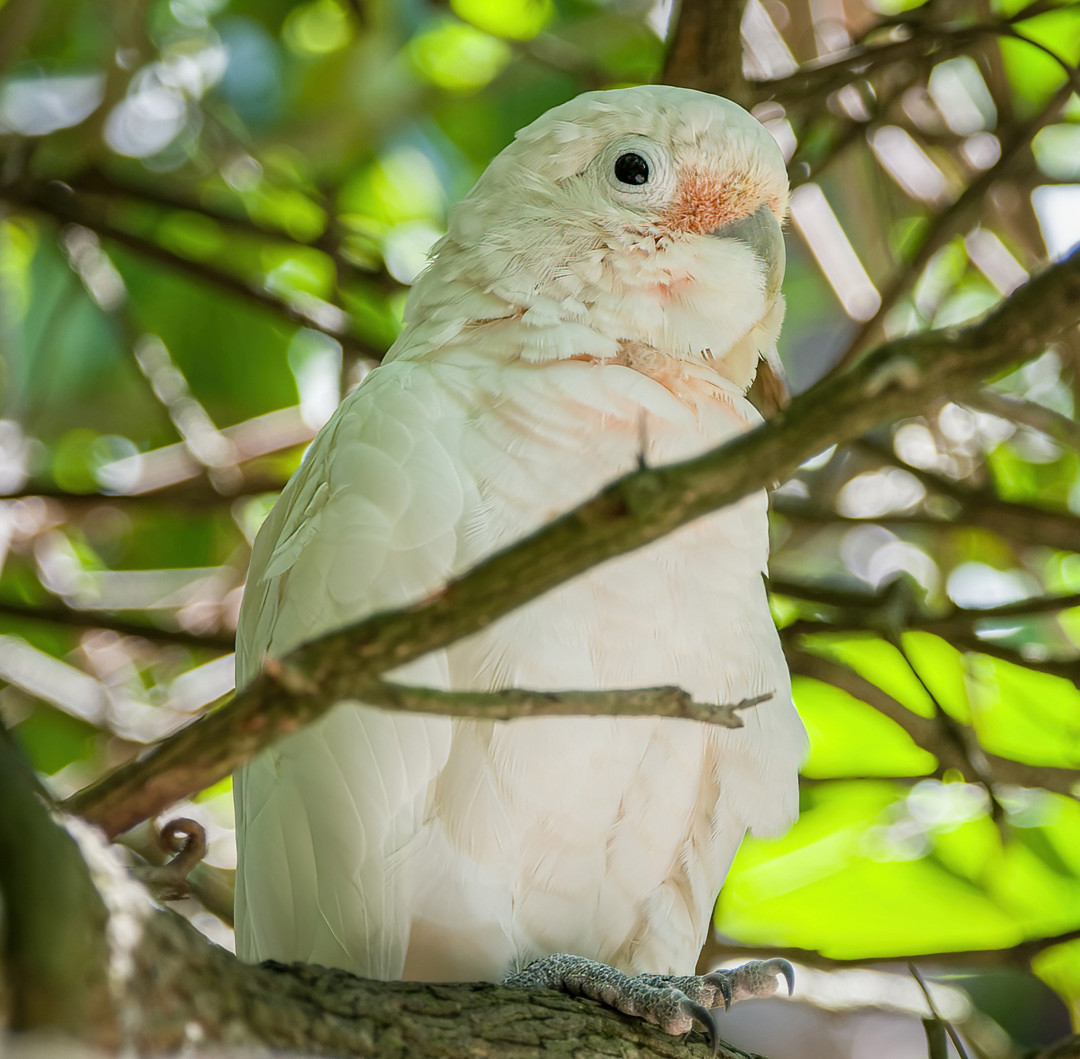 image Tanimbar Corella